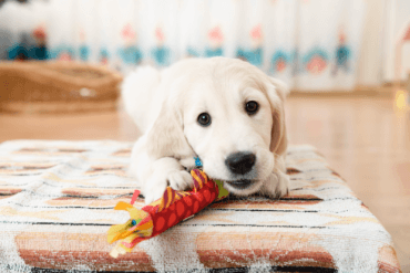 labrador retriever puppy playing with a toy in a room
