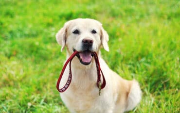Golden Retriever with leash in mouth