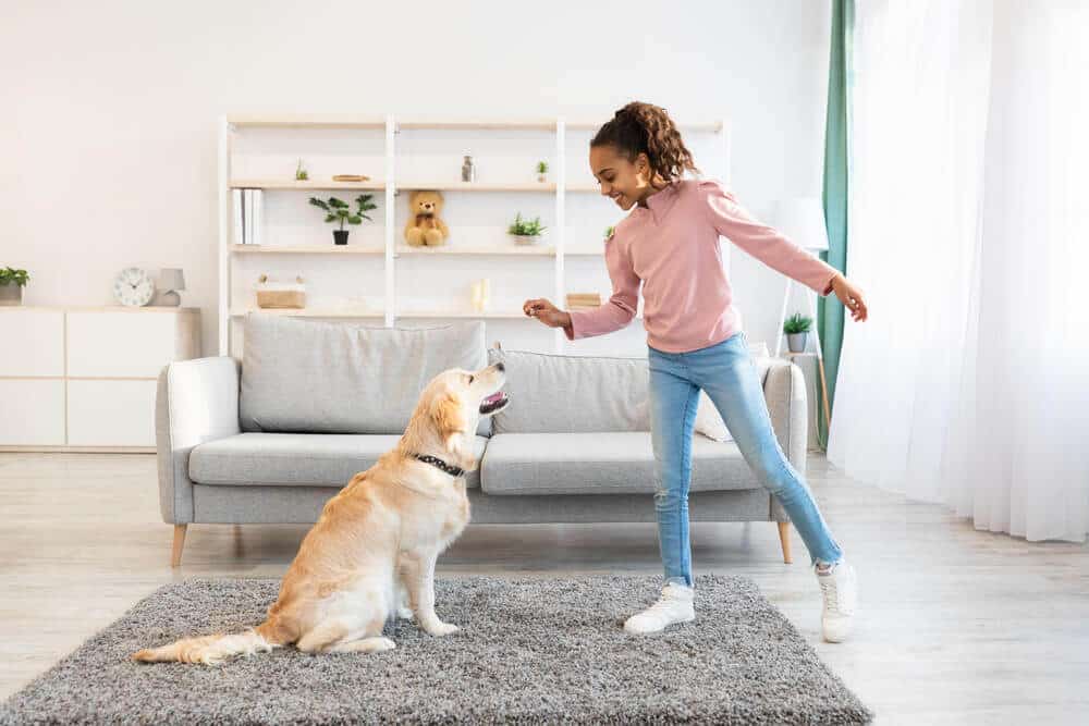 Golden retriever dog training