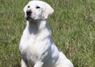 English labrador looking at the sky