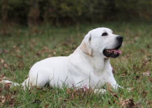 English Lab in the grass