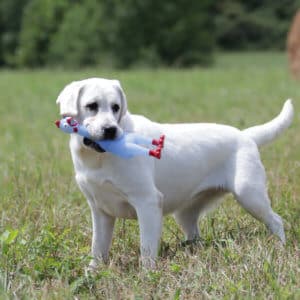 White Labrador with toy in mouth