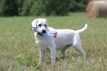 White Labrador with toy in mouth