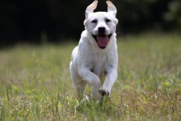 Yellow Labrador running through the field