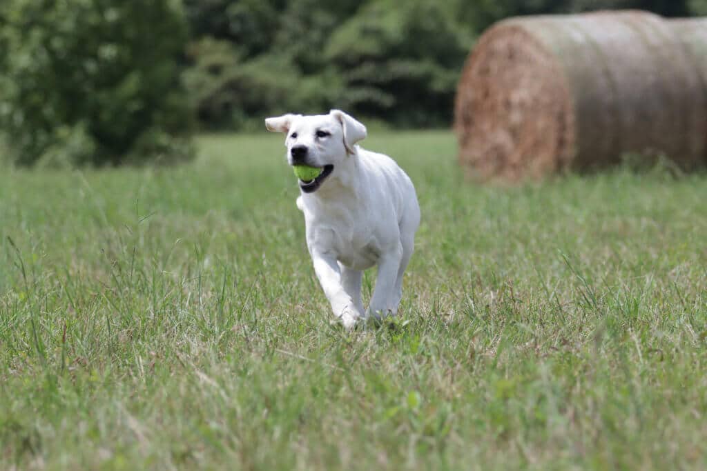 white english lab playing fetch