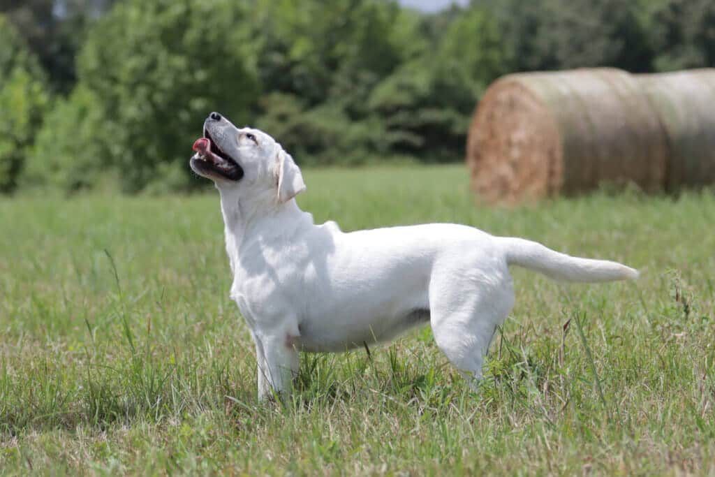 White lab looking up at the sky