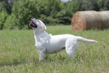 White lab looking up at the sky