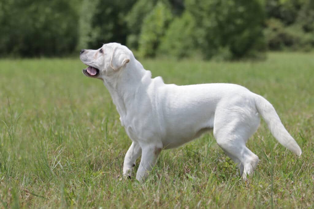 blocky labrador in the grass