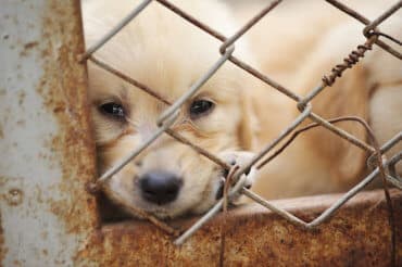 picture of puppy behind chain link fence