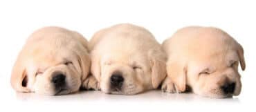 three white puppies sleeping