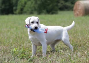 labrador puppy with toy in its mouth