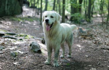 english cream golden retriever puppy in a forest
