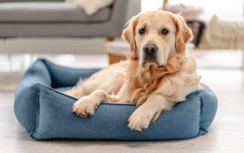 golden retriever laying in bed