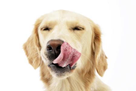golden retriever licking lips