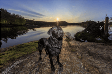 black labrador at sunset after a swim