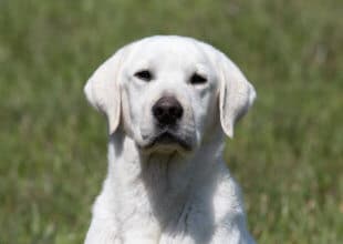 Yellow Lab looking at camera