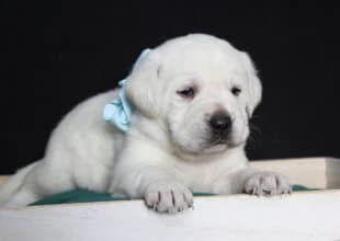 white english lab sitting in a box