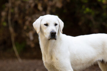 white labrador in the woods