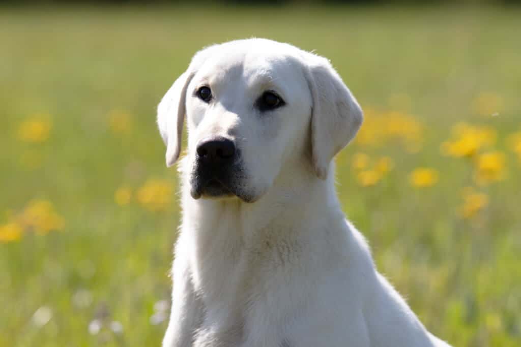 english labrador sitting in yellow flowers