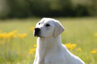 english lab looking up