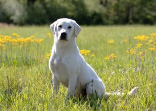 white english labrador in a field of flowers