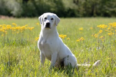 white english labrador in a field of flowers