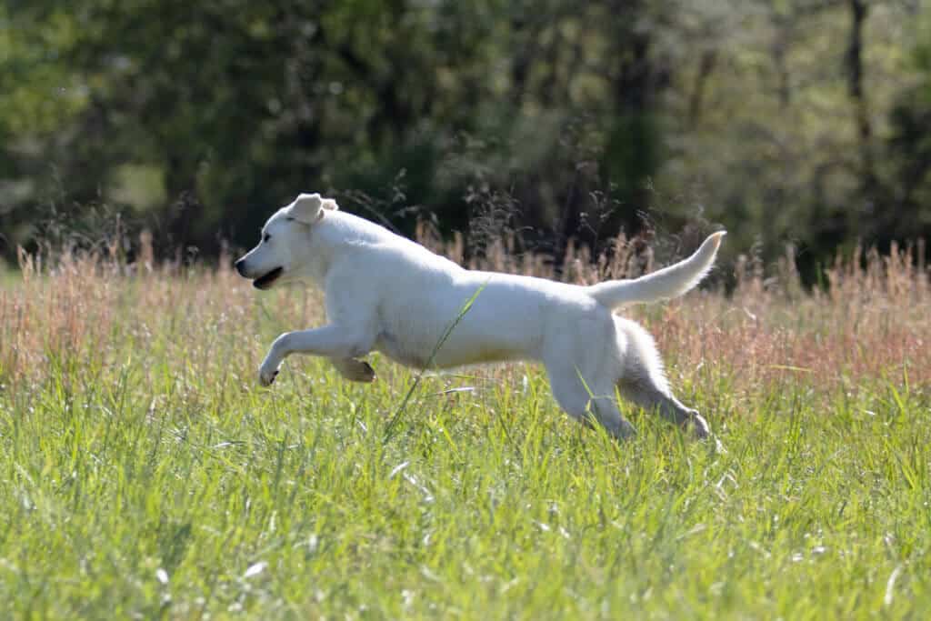 labrador running in field