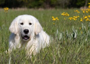 White Golden retriever next to yellow flowers