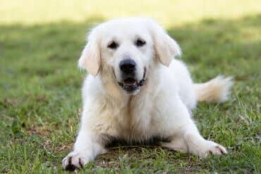 white golden retriever in the grass