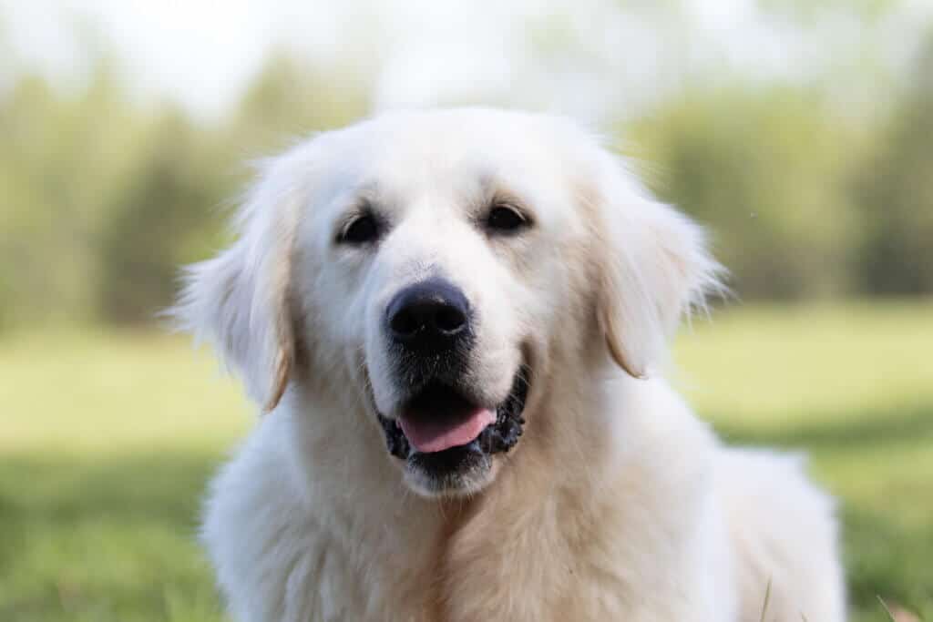 white golden retriever