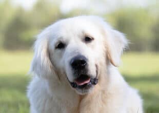 white golden retriever in the sunshine