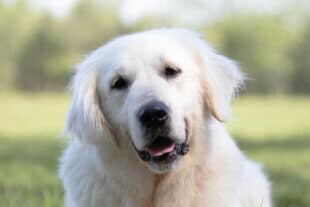 white golden retriever in the sunshine