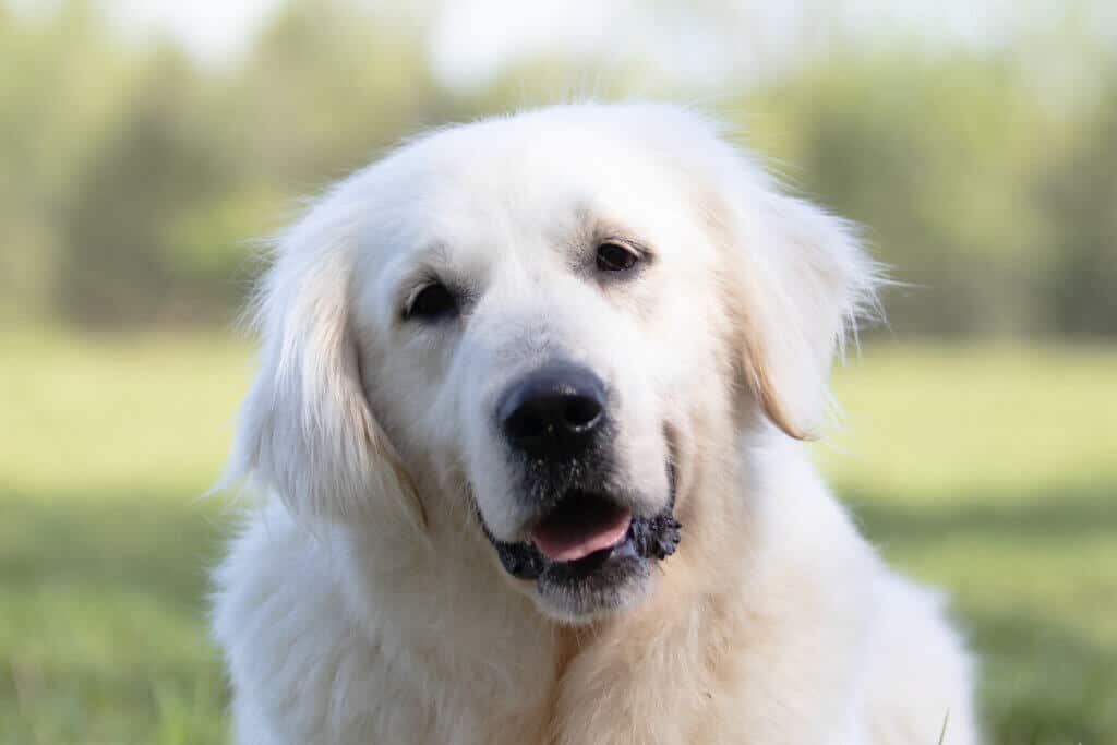 white golden retriever with head turned