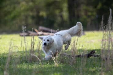 white golden retriever running in field