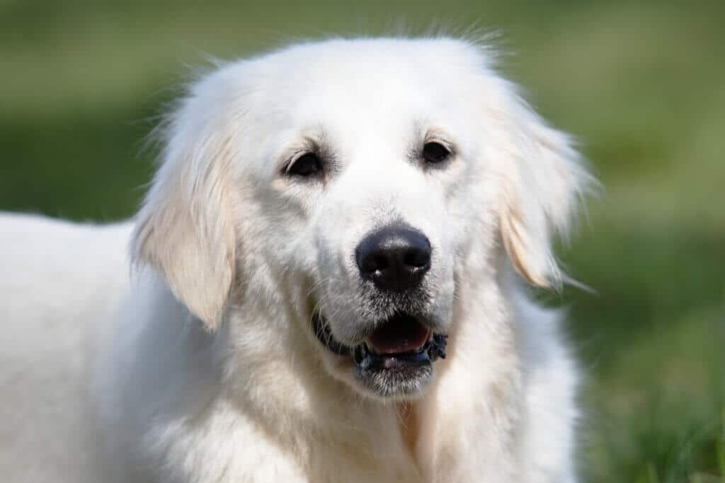 white golden retriever in the sun