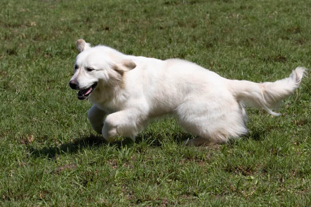 english creme golden retriever running in the grass