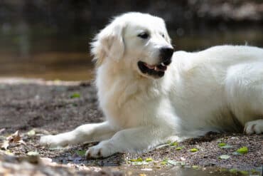 golden retriever on the rocks