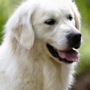 WHite Golden retriever