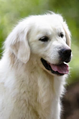 blocky headed white golden retriever