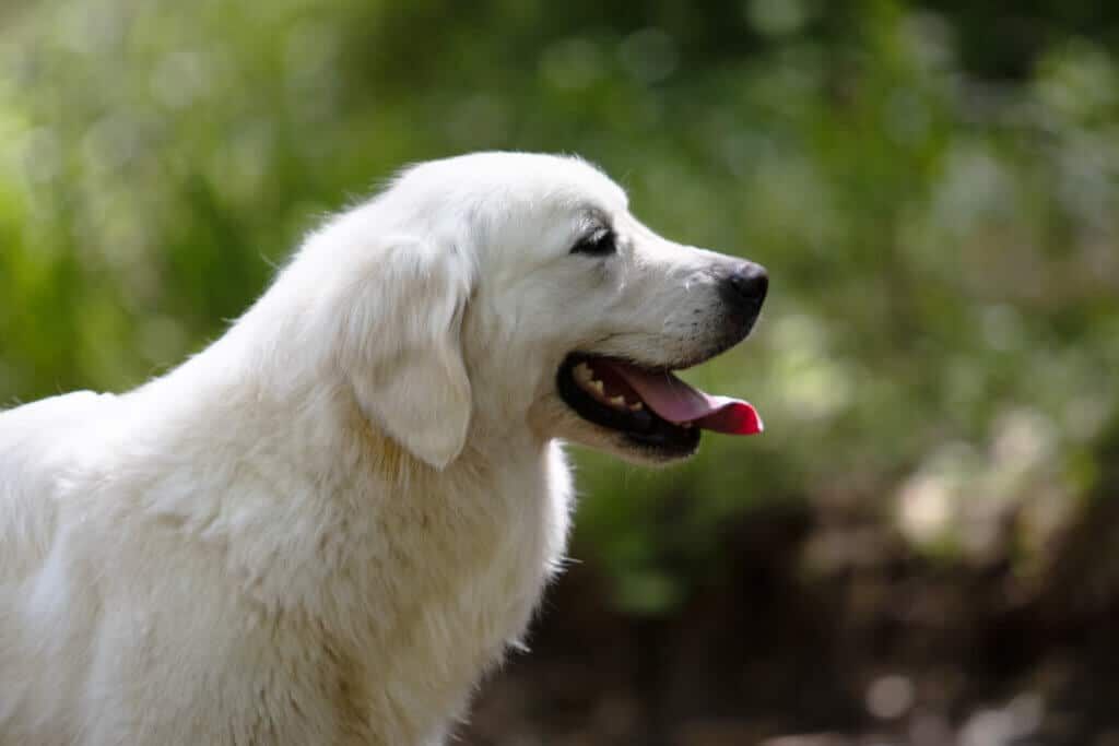 white golden retriever with tongue out