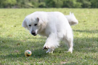 White golden retriever playing with ball
