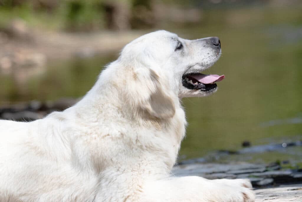 white golden retriever in the creek