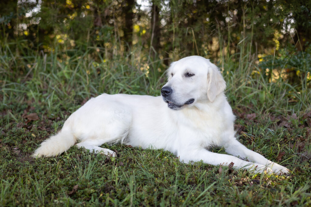 white Golden Retriever laying in the grass