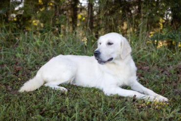 white Golden Retriever laying in the grass