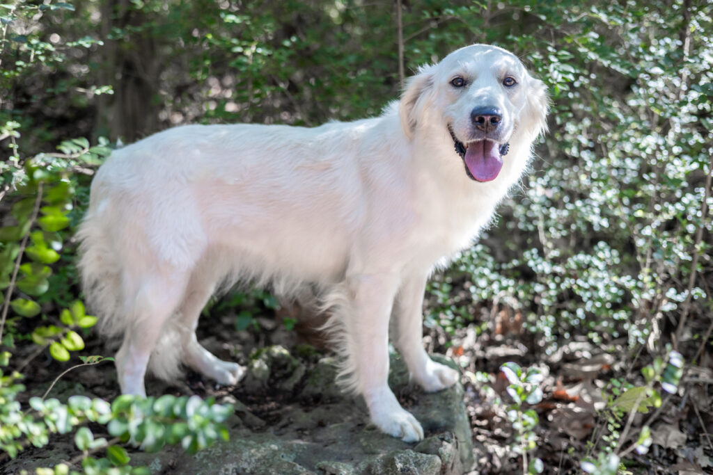white Golden Retriever in the woods