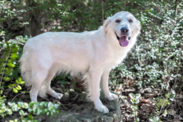 white Golden Retriever in the woods