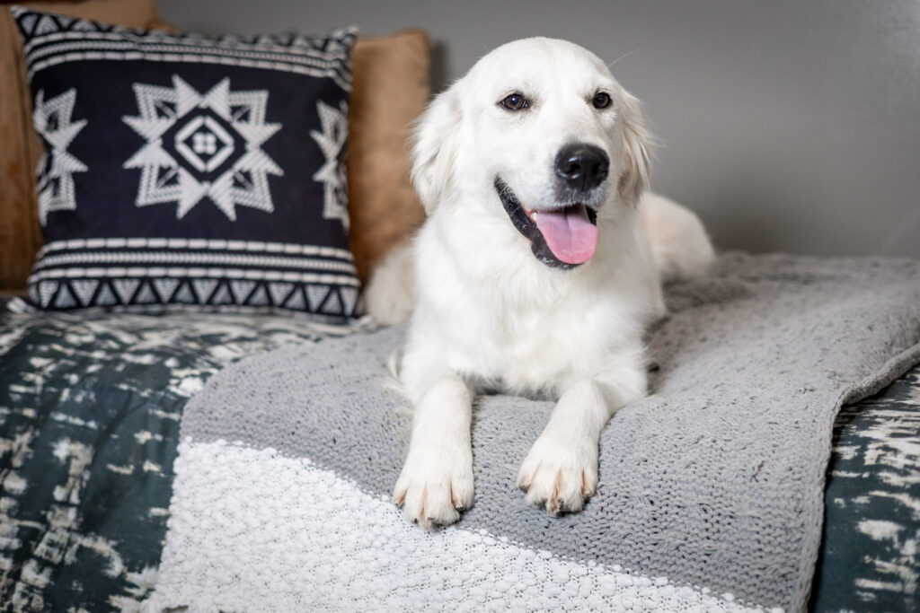 English Cream Golden Retriever on a bed