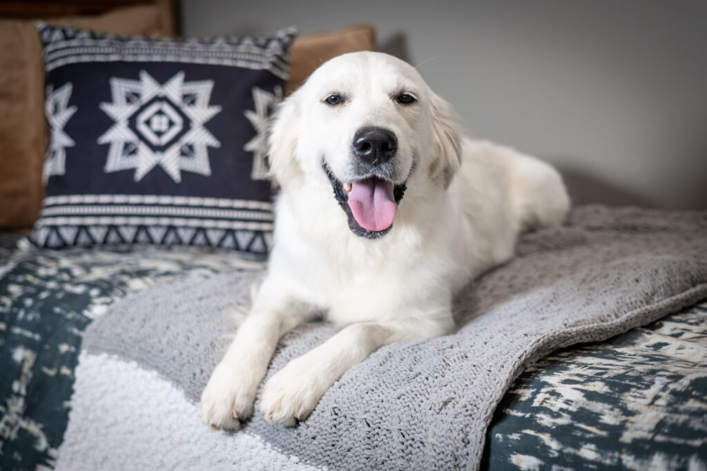 white Golden Retriever on a bed
