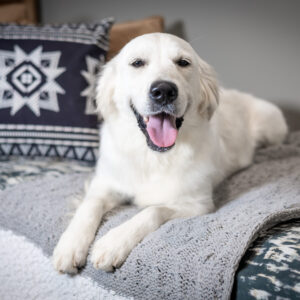 white Golden Retriever on a bed