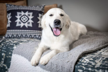 white Golden Retriever on a bed